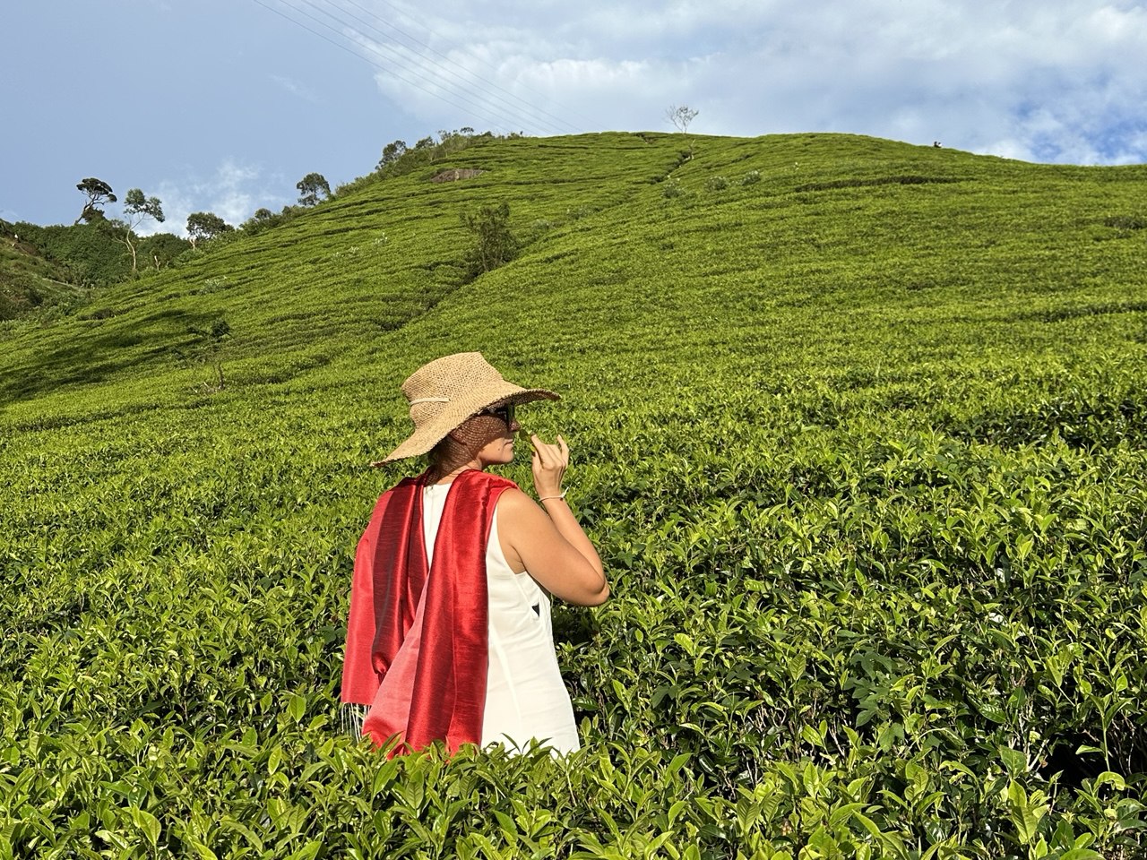 Чайные плантации